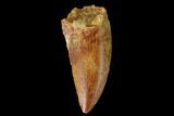 Serrated, Raptor Tooth - Real Dinosaur Tooth #160033-1